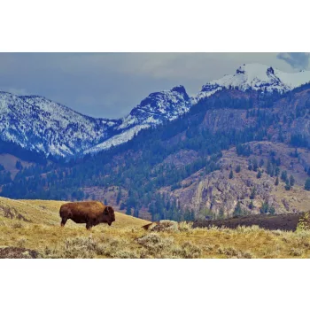 Vlies Fotótapéta - Bison with Mountains - 375x250 cm
