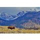 Vlies Fotótapéta - Bison with Mountains - 375x250 cm