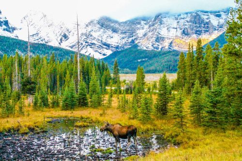 Vlies Fotótapéta - Moose in a Meadow - 375x250 cm