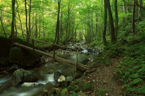 Vlies Fotótapéta - Forest stream - 375x250 cm