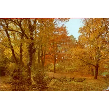 Poszter 103-9G, Őszi erdő poszter (345x 240cm)
