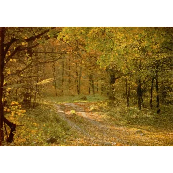 Poszter 43-9G, Őszi erdő (276x 198 cm)