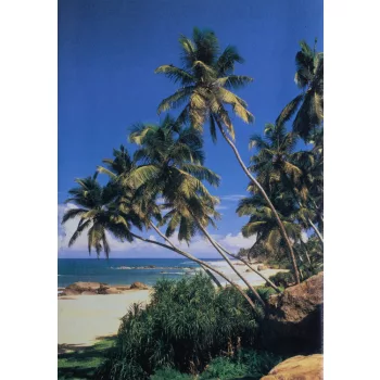 Poszter 46-9G, Tengerpart pálmafákkal (198x291 cm)