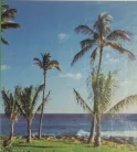 Poszter 622-6G, Óceánpart pálmafákkal (184x 198 cm)