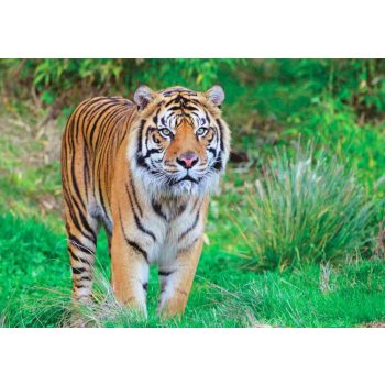 Fotótapéta Sumatran Tiger	, 368 x 254 cm