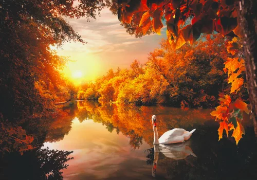 Fotótapéta White Swan On Autumn Pond, 368 x 254 cm