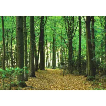 Fotótapéta Sunlight in the Green Forest, 368 x 254 cm