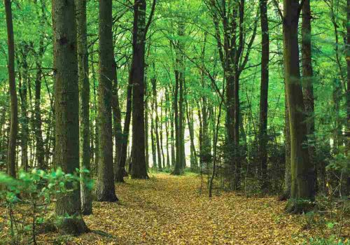 Fotótapéta Sunlight in the Green Forest, 400 x 260 cm