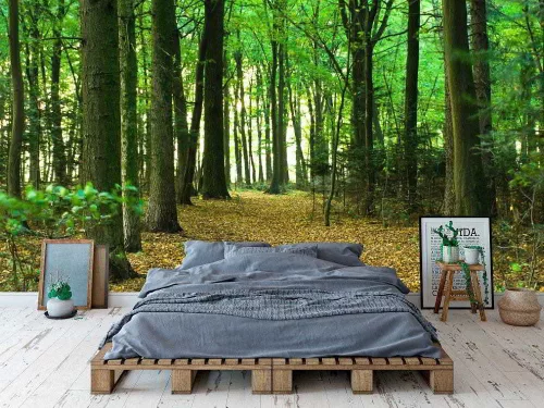 Fotótapéta Sunlight in the Green Forest, 368 x 254 cm