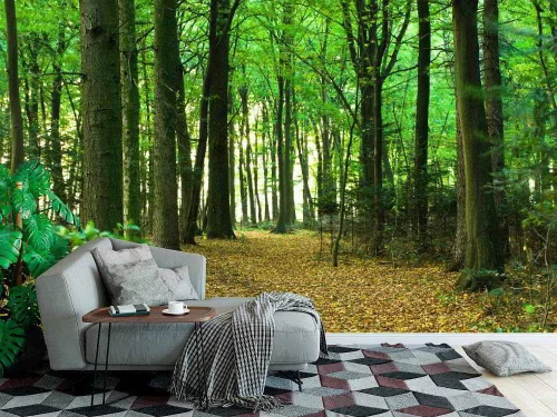 Fotótapéta Sunlight in the Green Forest, 368 x 254 cm