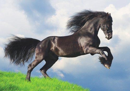 Fotótapéta Friesian Stallion Gallop in Field, 416 x 254 cm