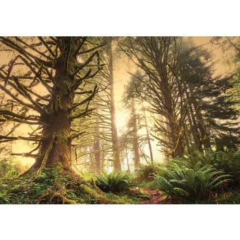Fotótapéta Sunrise in the Rainforest, 368 x 254 cm