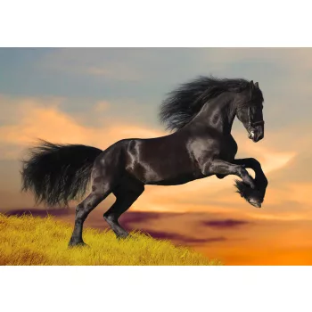 Fotótapéta Black Friesian Horse in Sunset, 368 x 254 cm