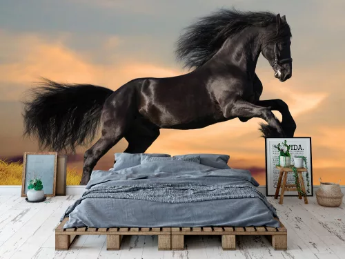 Fotótapéta Black Friesian Horse in Sunset, 368 x 254 cm