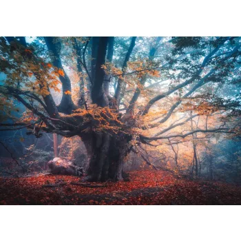 Fotótapéta Old Magical Tree, 368 x 254 cm