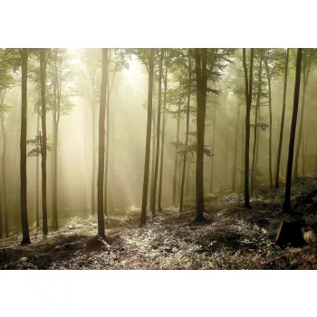 Fotótapéta Misty Autumn Forest , 368 x 254 cm