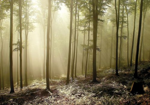 Fotótapéta Misty Autumn Forest , 416 x 254 cm