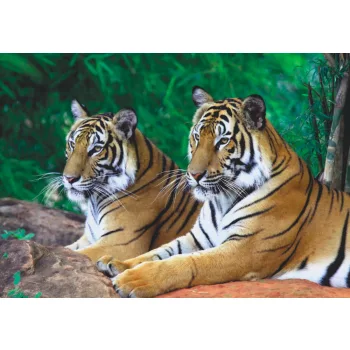 Fotótapéta Two Tigers on the Rock, 368 x 254 cm