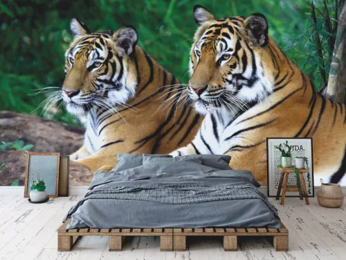 Fotótapéta Two Tigers on the Rock, 368 x 254 cm
