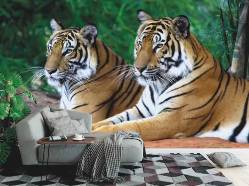 Fotótapéta Two Tigers on the Rock, 368 x 254 cm