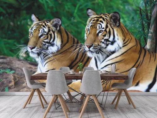 Fotótapéta Two Tigers on the Rock, 368 x 254 cm