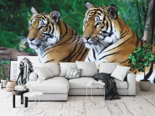 Fotótapéta Two Tigers on the Rock, 368 x 254 cm