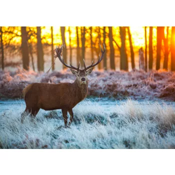 Fotótapéta Red Deer in Morning Sun, 368 x 254 cm