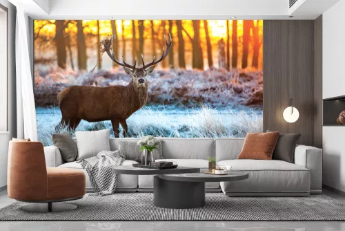 Fotótapéta Red Deer in Morning Sun, 368 x 254 cm