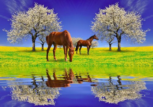 Fotótapéta Blooming cherry tree and horses, 312 x 219 cm