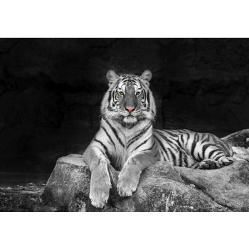 Fotótapéta White Tiger, 368 x 254 cm