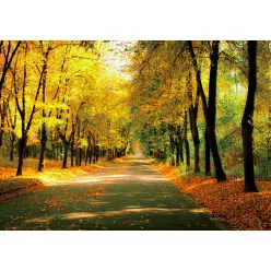 Fotótapéta Sunny day in the Autumn Park, 416 x 254 cm