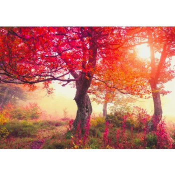 Fotótapéta Autumn Trees In Carpathians, 368 x 254 cm