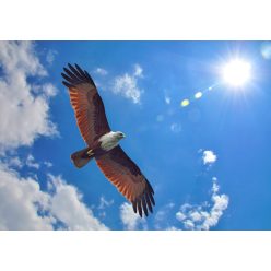 Fotótapéta Brahminy Kite, 368 x 254 cm