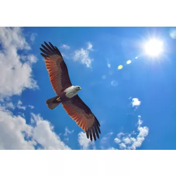 Fotótapéta Brahminy Kite, 368 x 254 cm