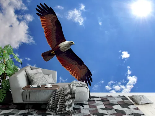 Fotótapéta Brahminy Kite, 368 x 254 cm