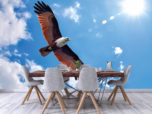 Fotótapéta Brahminy Kite, 368 x 254 cm