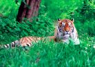 Fotótapéta Amur Tiger on Green Grass in Summer Day, 416 x 290 cm