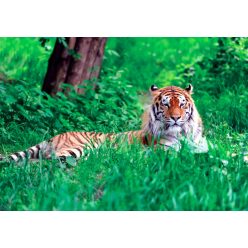   Fotótapéta Amur Tiger on Green Grass in Summer Day, 368 x 254 cm