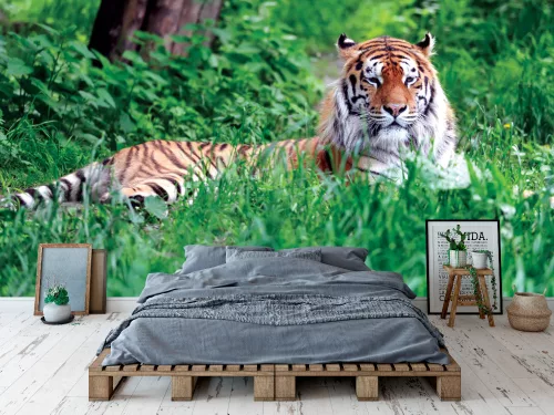 Fotótapéta Amur Tiger on Green Grass in Summer Day, 368 x 254 cm