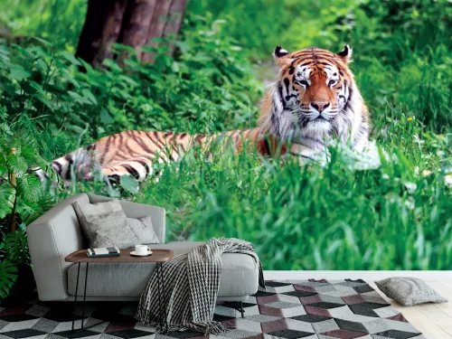 Fotótapéta Amur Tiger on Green Grass in Summer Day, 368 x 254 cm