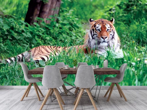 Fotótapéta Amur Tiger on Green Grass in Summer Day, 368 x 254 cm