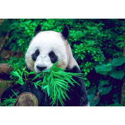 Fotótapéta Giant Panda, 368 x 254 cm