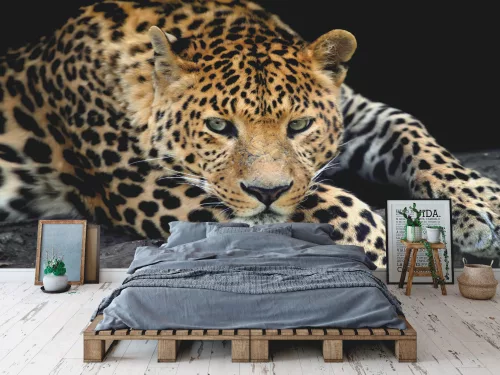 Fotótapéta Close Up Leopard Portrait, 368 x 254 cm