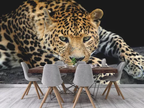 Fotótapéta Close Up Leopard Portrait, 368 x 254 cm