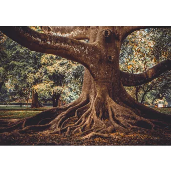 Fotótapéta Old Tree Roots, 368 x 254 cm