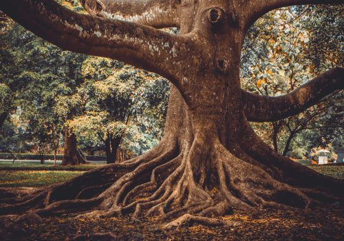 Fotótapéta Old Tree Roots, 416 x 254 cm