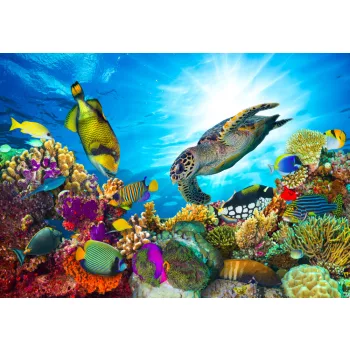   Fotótapéta Coral Reef With Fishes And Sea Turtle , 368 x 254 cm