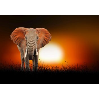 Fotótapéta Elephant at the African Sunset, 368 x 254 cm
