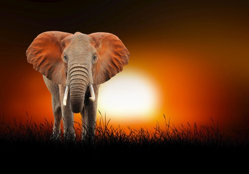 Fotótapéta Elephant at the African Sunset, 416 x 254 cm