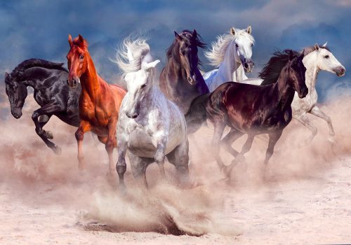 Fotótapéta Horse Herd Run in Desert Dust Storm, 416 x 254 cm